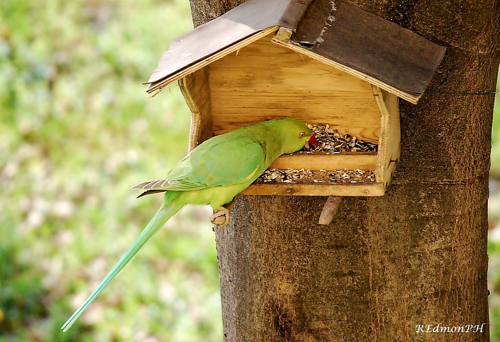 Ospite alla mia mangiatoia